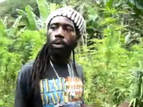 Plantation In Jamaica
