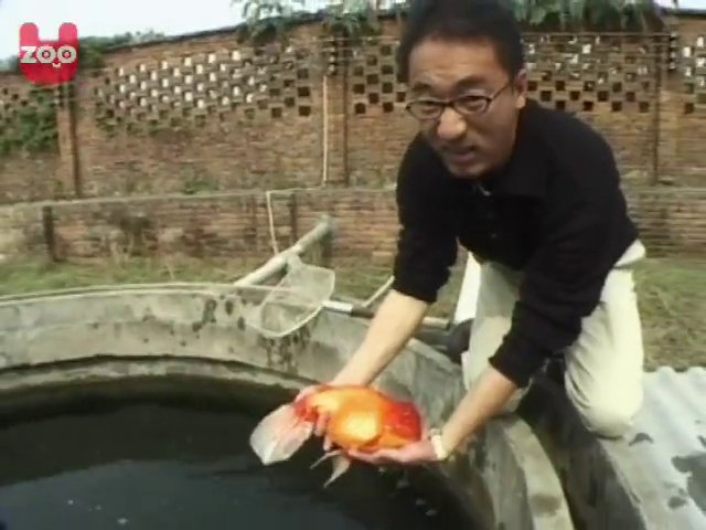 Biggest Goldfish