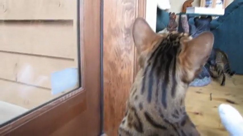 Linus Cat