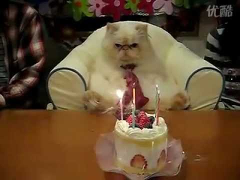 funny cat expressions,Cat's birthday, looks not very satisfactory ...