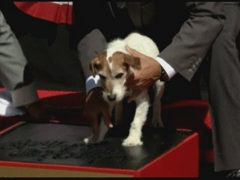 Hollywood History on Uggie Cements His Place In Hollywood History As He Retires From