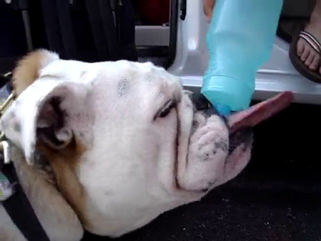 Bulldogs Drink