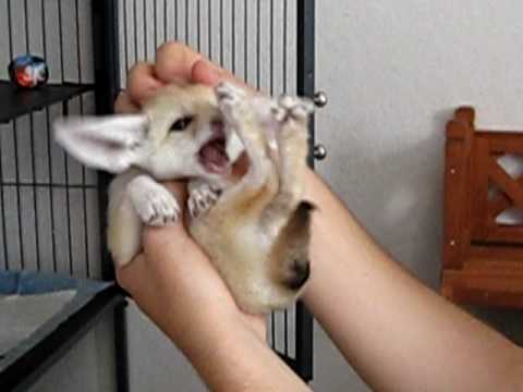 Fennec Fox Eevee