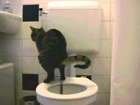 s3.vidimg.popscreen.com/original/2/OHQtbGtXUmxuYWcx_o_cat-taking-a-shit-on-the-toilet.jpg