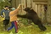 Bear Vicious
