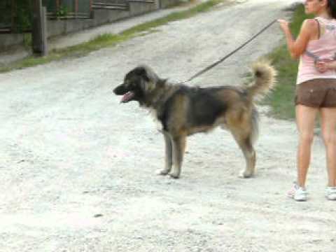 Caucasian Mountain Dog videos on PopScreen