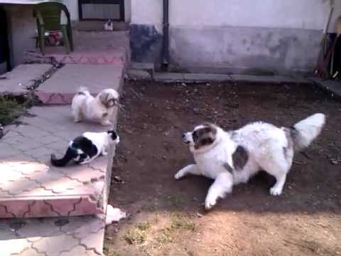 Cat Dog Fighting